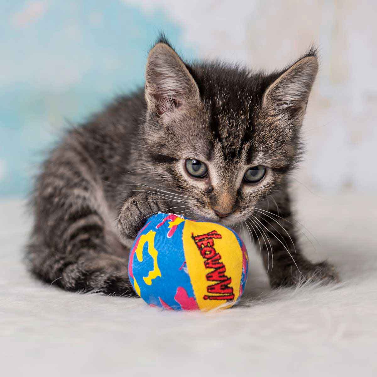 Yeowww my cats sales balls