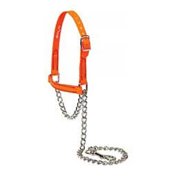 Brahma Webb Clear Coat Sheep and Goat Halter Orange - Item # 49787