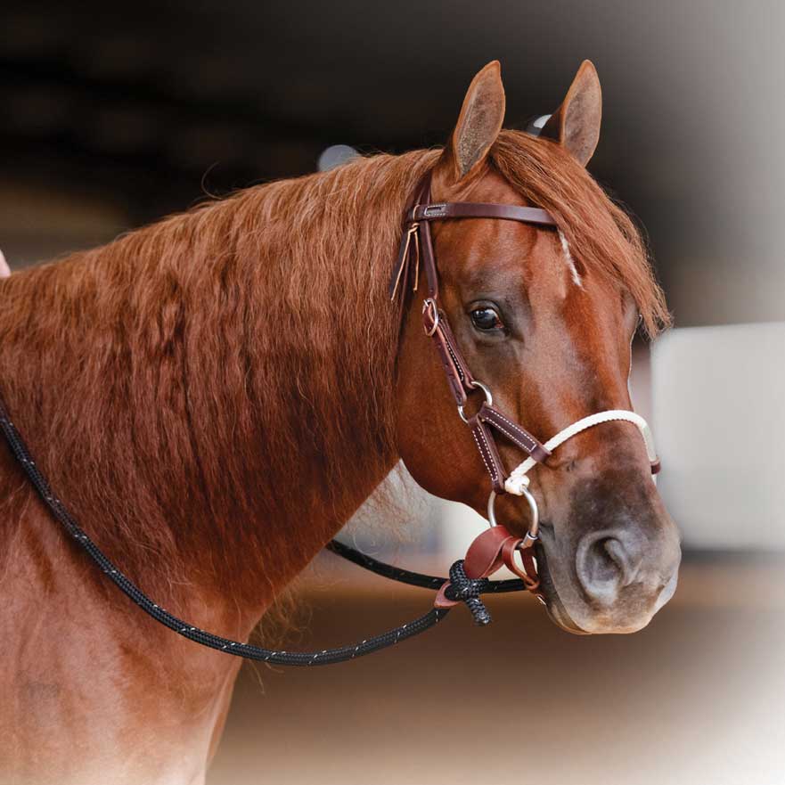 Western horse bridle sales