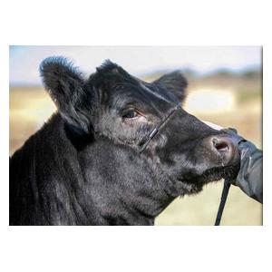Stronghold Cattle Cable Halter Black - Item # 49906