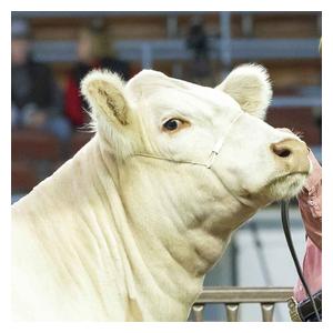Stronghold Cattle Cable Halter White - Item # 49906