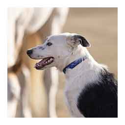 Nylon 3/4-in Dog Collar with Textilene and Padding Kentucky Blue - Item # 50741