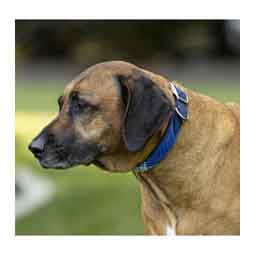 Nylon 1-in Dog Collar with Textilene and Padding Kentucky Blue - Item # 50742