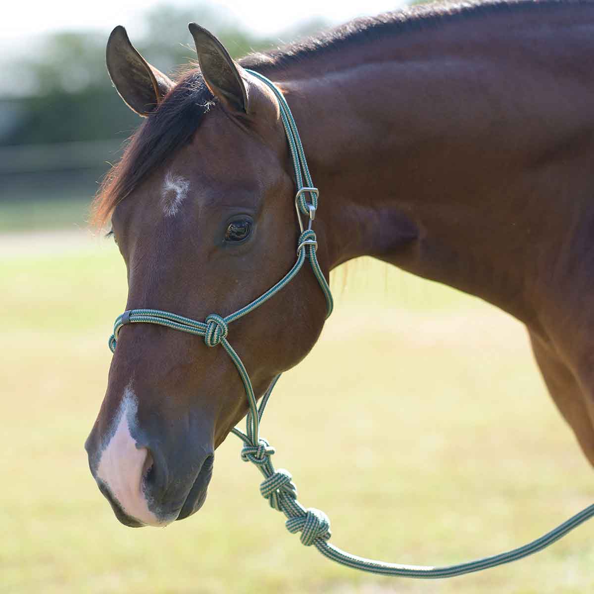 Valley Vet - Easy-On Rope Horse Halter with Lead Professional's Choice ...