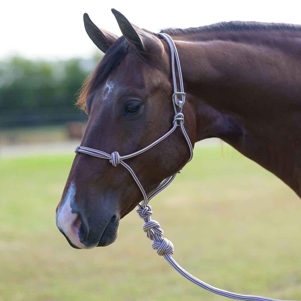 Valley Vet - Easy-On Rope Horse Halter with Lead Professional's Choice ...