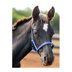 Horze Foal Halter Blue - Item # 51300