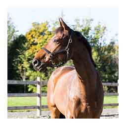 Horze Fremont Leather Halter Black - Item # 51309
