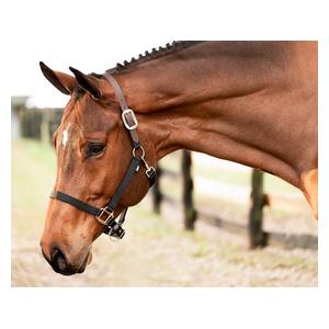 Equinavia Loki Breakaway Horse Halter Black - Item # 51329