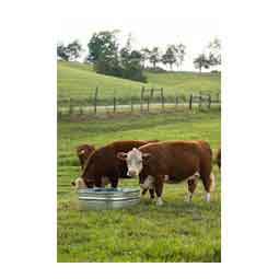 Farmstead Square Galvanized Stock Tank 60 gallon (34 in sq x 12 in H) - Item # 51705
