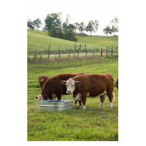 Farmstead Square Galvanized Stock Tank 60 gallon (34 in sq x 12 in H) - Item # 51705