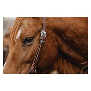 STS Ranch Engraved Buckle 3/4-in Harness Leather Split Ear Horse Headstall Engraved - Item # 52129