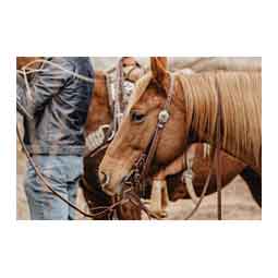 STS Ranch Engraved Buckle 3/4-in Harness Leather Split Ear Horse Headstall Engraved - Item # 52129