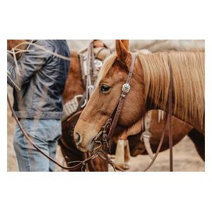 STS Ranch Engraved Buckle 3/4-in Harness Leather Split Ear Horse Headstall Engraved - Item # 52129