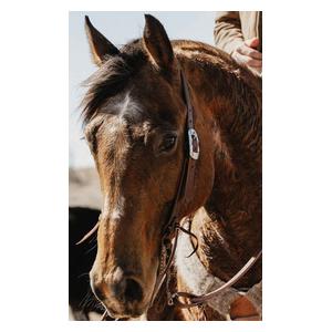 STS Ranch Engraved Buckle 1-in Harness Leather Split Ear Horse Headstall Engraved - Item # 52130