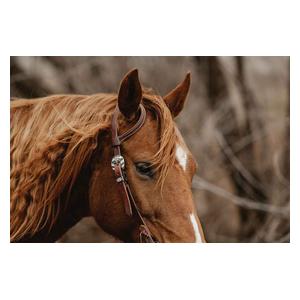 STS Ranch Engraved Buckle 3/4-in Harness Leather Sliding Ear Horse Headstall Floral - Item # 52136