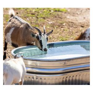 Farmstead Shallow Oval Galvanized Stock Tank 40 gallon (2 x 4 x 1 ft) - Item # 52181