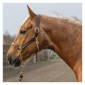 Kalley Krickeberg Leather Horseman's Halter Chestnut Tan - Item # 52539
