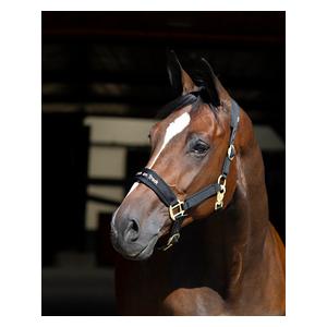 Werano Horse Halter Black - Item # 52982