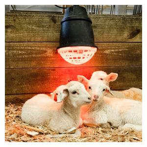 Prima Heat Lamp Kit with Bulb Heat Lamp w/250W Red Bulb - Item # 53054