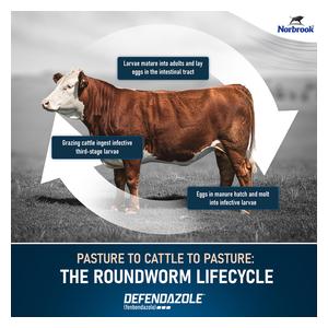 Defendazole Oral Dewormer for Cattle and Goats 5 liters - Item # 53281
