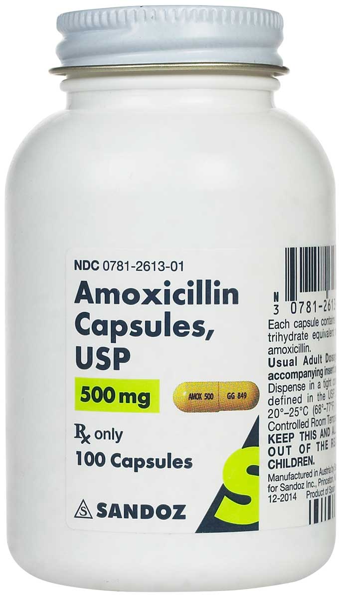 how much amoxicillin can you give a dog