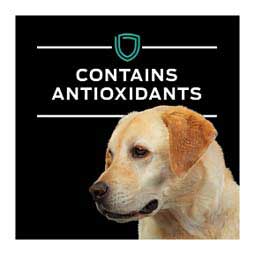 Pro Plan EN Gastroenteric Fiber Balance Dry Dog Food 32 lb - Item # 70013