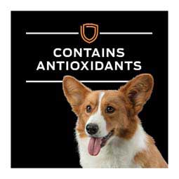 Pro Plan OM Overweight Management Dry Dog Food 18 lb - Item # 70036