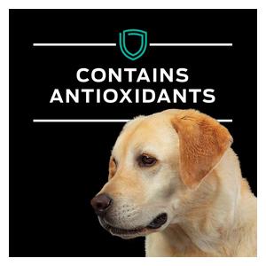 Pro Plan EN Gastroenteric Canned Dog Food 13.4 oz 12 ct - Item # 70045