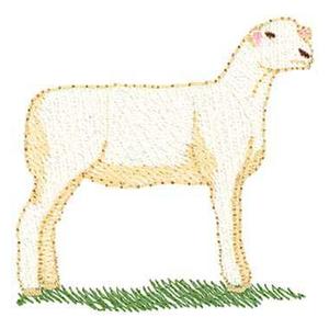 Dorset Sheep (HR0531)