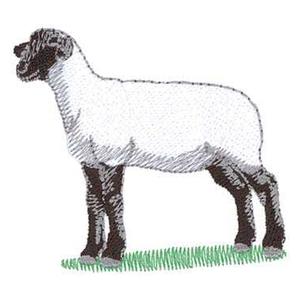 Suffolk Sheep (HR0533)